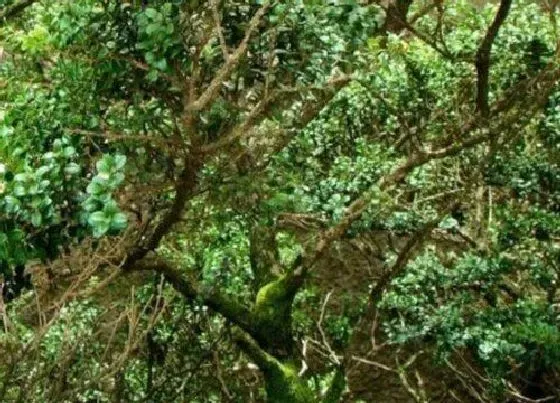 植物种类|野生黄杨木是国家保护植物吗