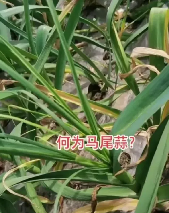 种植管理|马尾蒜是什么样子，出现马尾蒜如何补救防治）