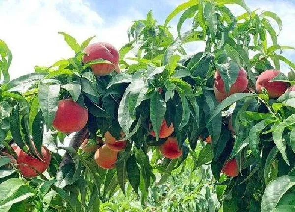 植物移栽|桃树秋天能移栽吗 什么季节移栽好