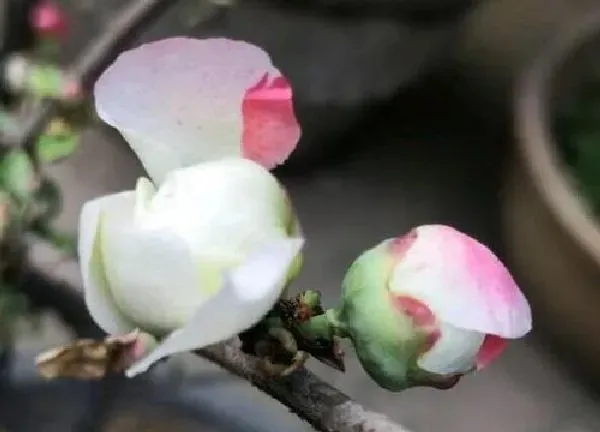 植物浇水|四季海棠怎么浇水方法