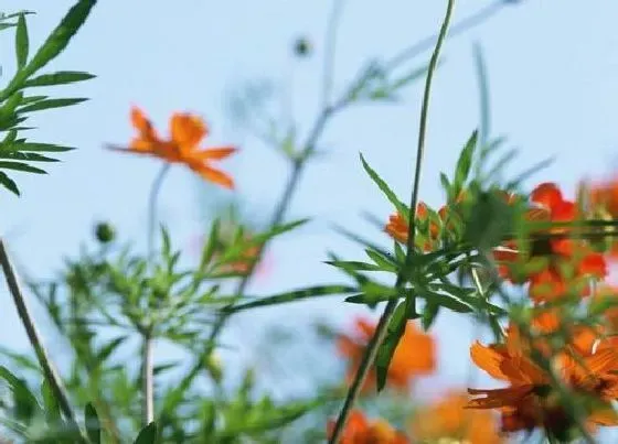 植物播种|波斯菊什么时候播种最合适