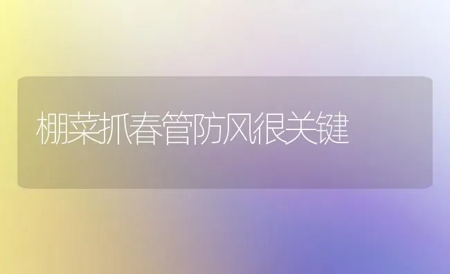 棚菜抓春管防风很关键 | 蔬菜种植