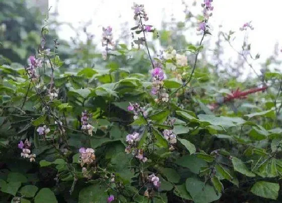 植物百科|茯苓长在什么地方