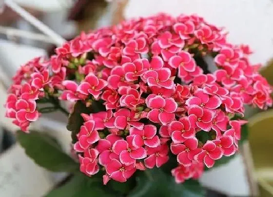 植物施肥|长寿花施什么肥粗壮叶子肥，长寿花小苗用什么肥长得快）