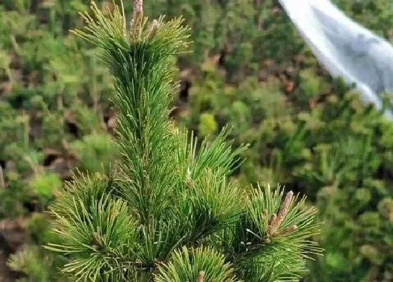 植物百科|松树耐阴吗