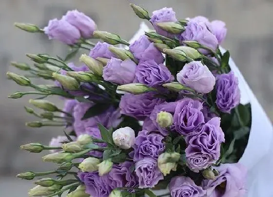 植物毒性|桔梗花有毒吗