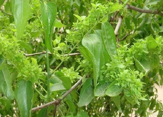 开花时间|枣树什么时候开花 几月份开花