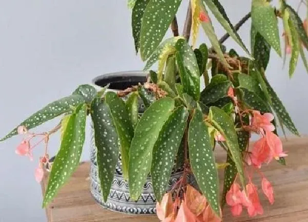 盆景|竹节海棠用大盆还是小盆
