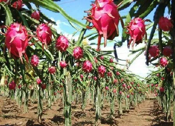 植物百科|火龙果长在什么地方