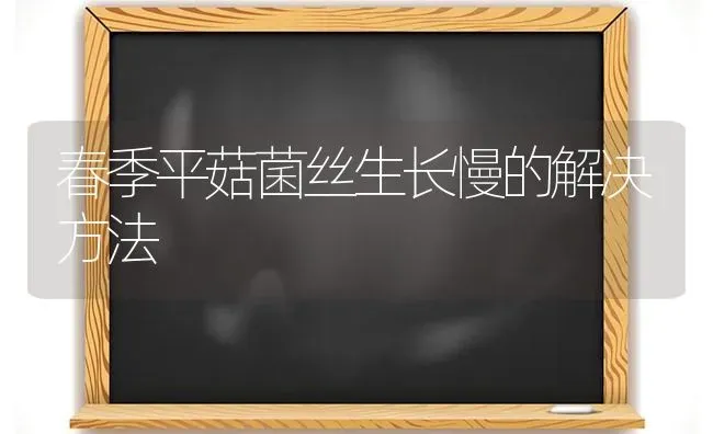 春季平菇菌丝生长慢的解决方法 | 食用菌种植