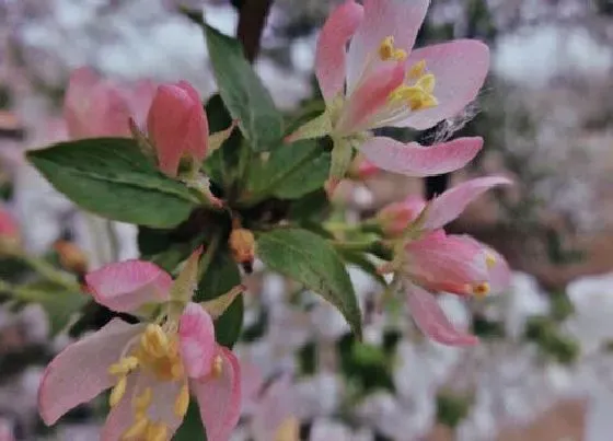 开花时间|海棠什么季节开花 开花时间