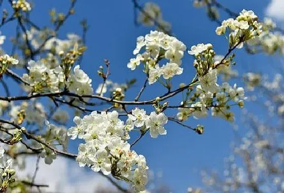 开花时间|梨花什么季节开花 开花月份