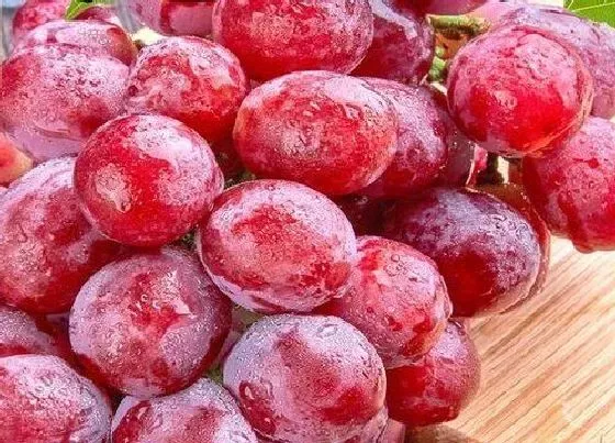 果实成熟|红提是几月份的水果