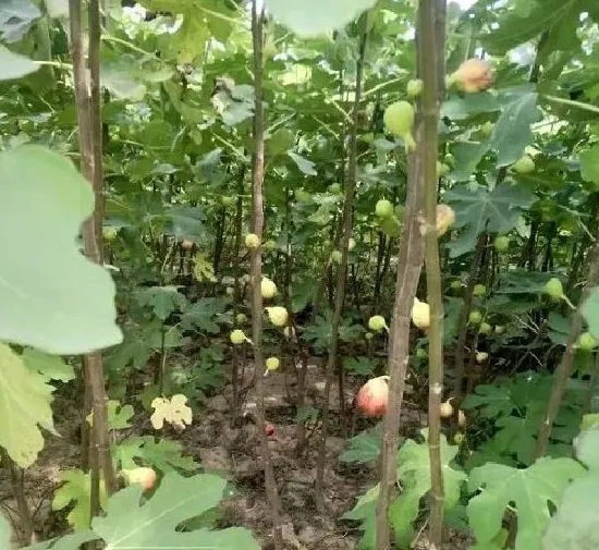 植物百科|无花果一年能长多高 每年能长多少公分