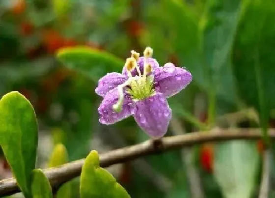 花期|枸杞花期多久时间