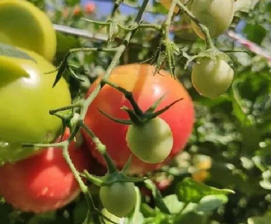 植物虫害|西红柿病虫害防治技术 常见防治方法与措施