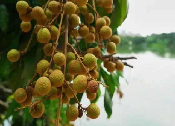 植物百科|龙眼生长在什么地方