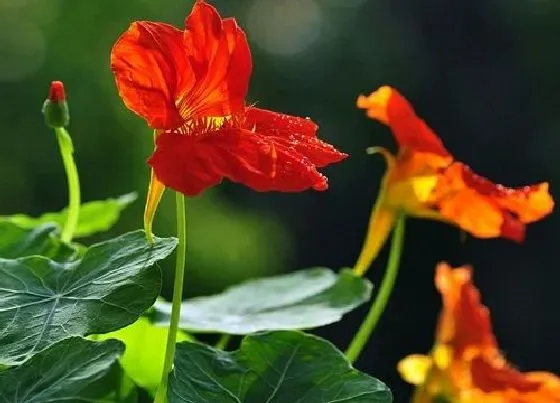 夏天植物|旱金莲怎么度夏安全