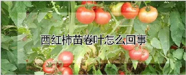 西红柿苗卷叶怎么回事 | 种植资料