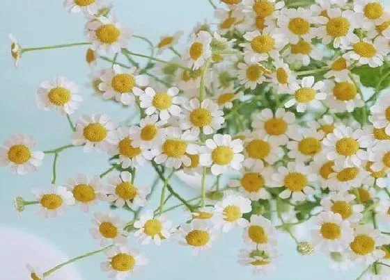 开花时间|洋甘菊什么时候开花 一般花期是几月
