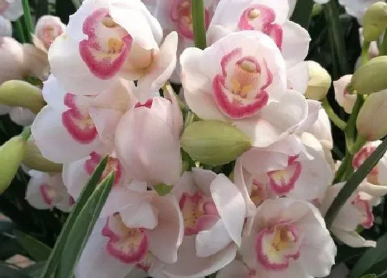花语|蕙兰花语及代表意义