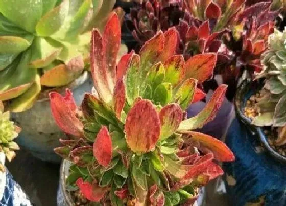 植物种类|新手适合养什么品种多肉（最值得入手的好看多肉植物）