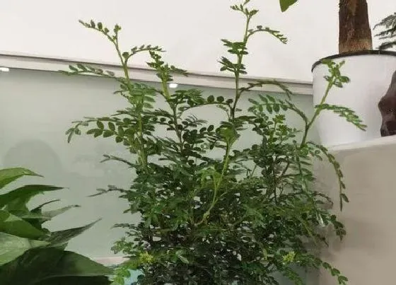 掉叶子|清香木掉叶子怎么办
