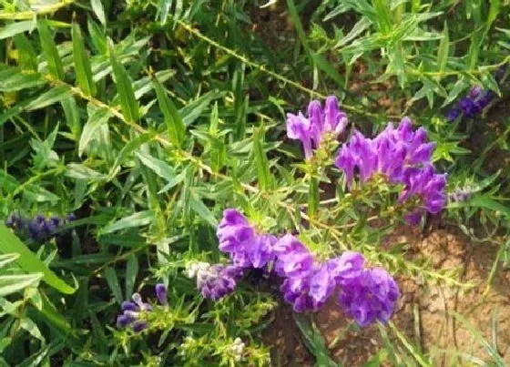 种植管理|黄芩几月份种植合适