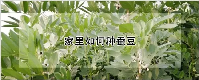 家里如何种蚕豆 | 养殖技术