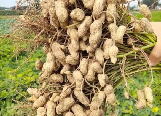 种植管理|花生的种植时间和收获时间