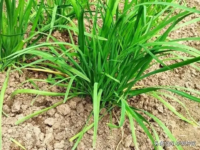 植物施肥|种韭菜用粪肥不长根怎么办，新栽的韭菜根生长缓慢不长）