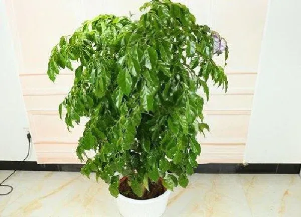 养殖科普|幸福树能晒太阳吗