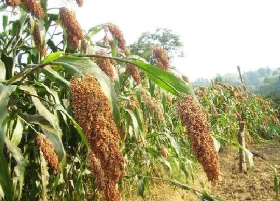 种植管理|高粱什么时候收割合适 什么时候种什么时候收