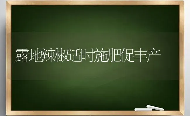 露地辣椒适时施肥促丰产 | 种植肥料施肥