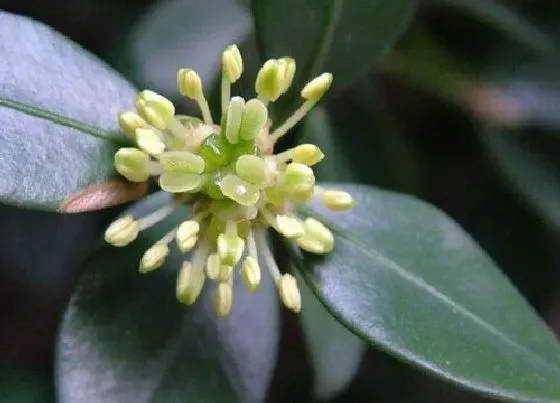 开花时间|黄杨什么时候开花 开花有什么味