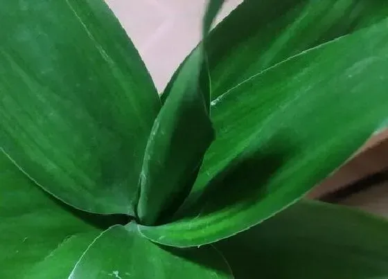 冬天植物|观音竹抗冻吗