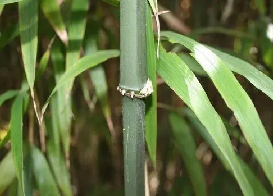 植物百科|竹子是花吗