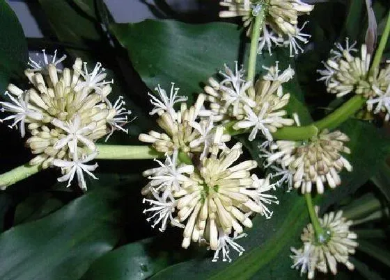 颜色花|巴西木开花是什么颜色的 花是什么样子的（图片）