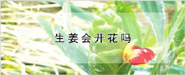 生姜会开花吗 | 农业科普