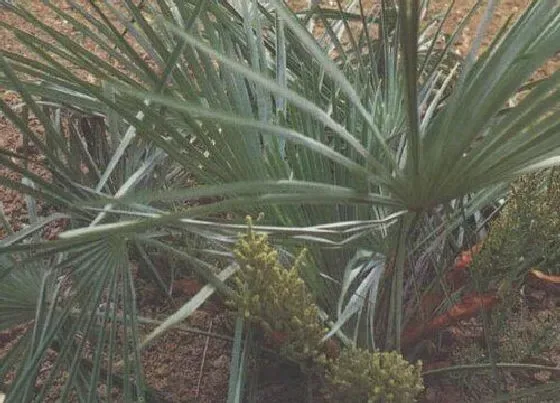 植物百科|龙棕是什么植物类别