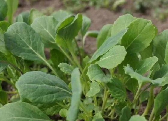 植物施肥|青菜施什么肥最好