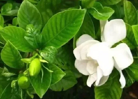 叶子发黄|栀子花的叶子干枯掉叶怎么办（叶子枯的原因及补救处理）