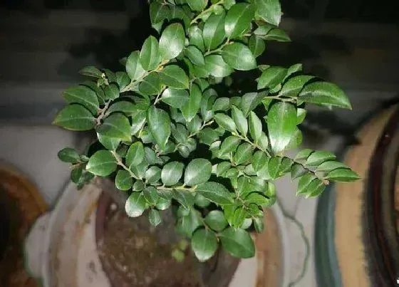 植物百科|小叶紫檀开花吗 几月开花有香味吗