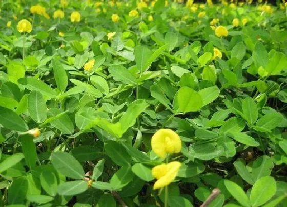 植物播种|春花生什么时候播种最合适