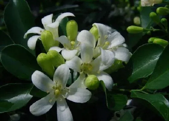 开花时间|十里香什么时候开花 花期是几月