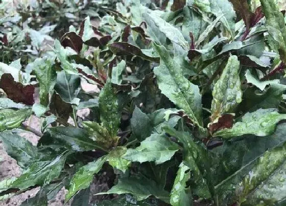 植物百科|皮菜生长在什么地方