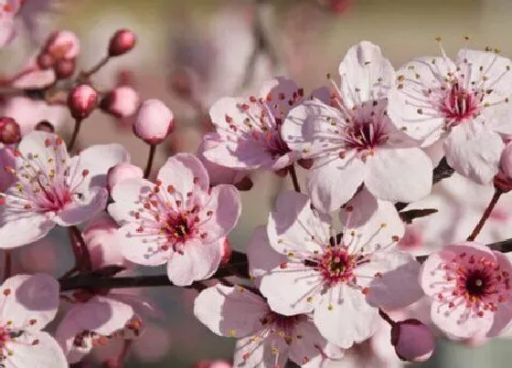 花朵诊疗|梅花催花时间和方法