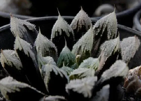 习性特点|樱水晶开花是什么样子（图片） 开花的花语