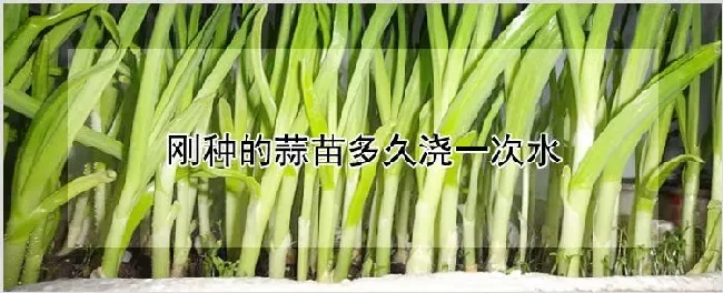 刚种的蒜苗多久浇一次水 | 养殖技术