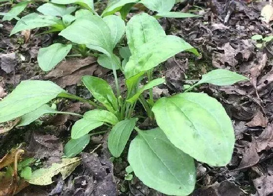 植物百科|车前草是什么草